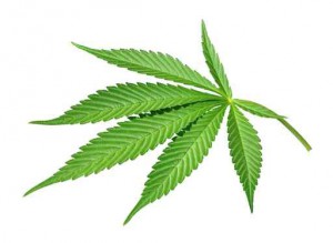 Cannabis leaf isolated on white background