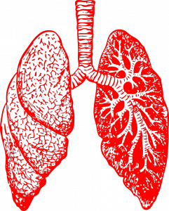 lungs-297492_1280