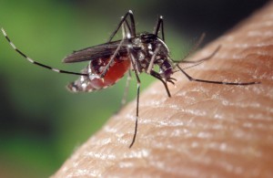 Picaduras de mosquito