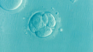 embryo-1514192_1280