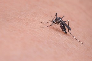 consejos-mosquito-picadura-cinfa