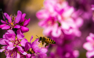 Nuxe y el Louvre con la proteccion de las abejas