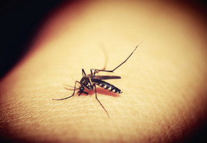 picadura-mosquito