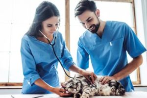 industria veterinaria