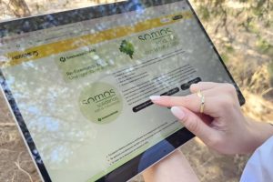 reforestar reforestación